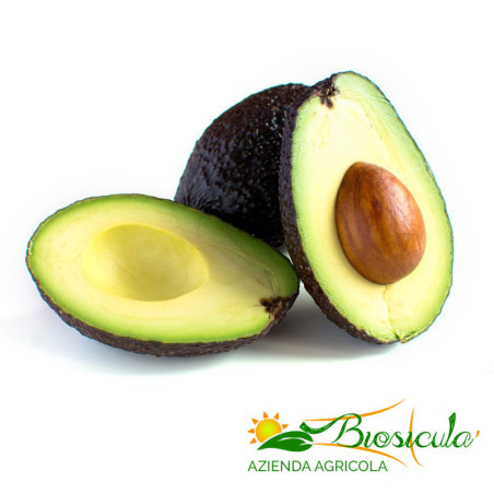 Avocado Hass