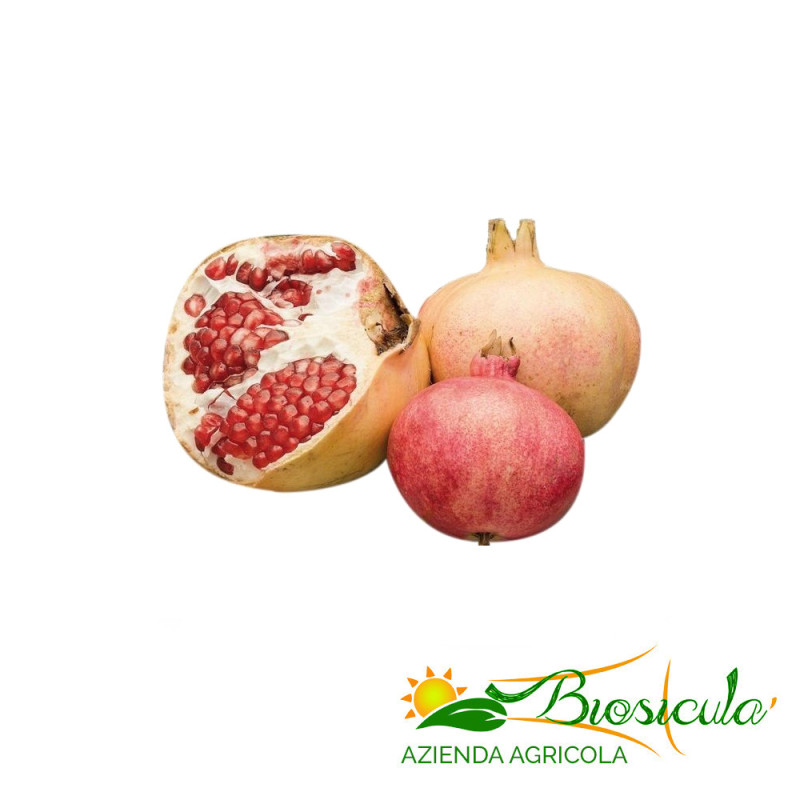 Melograno