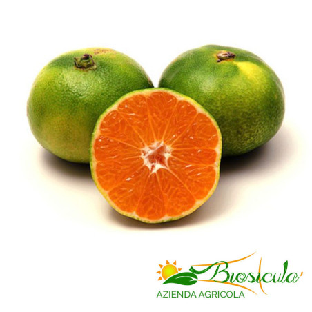 Mandarini Satsuma Miyagawa biologici