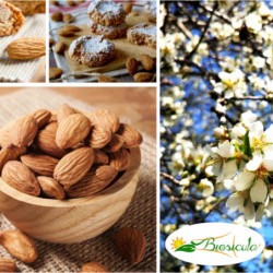 Mandorla siciliana sgusciata